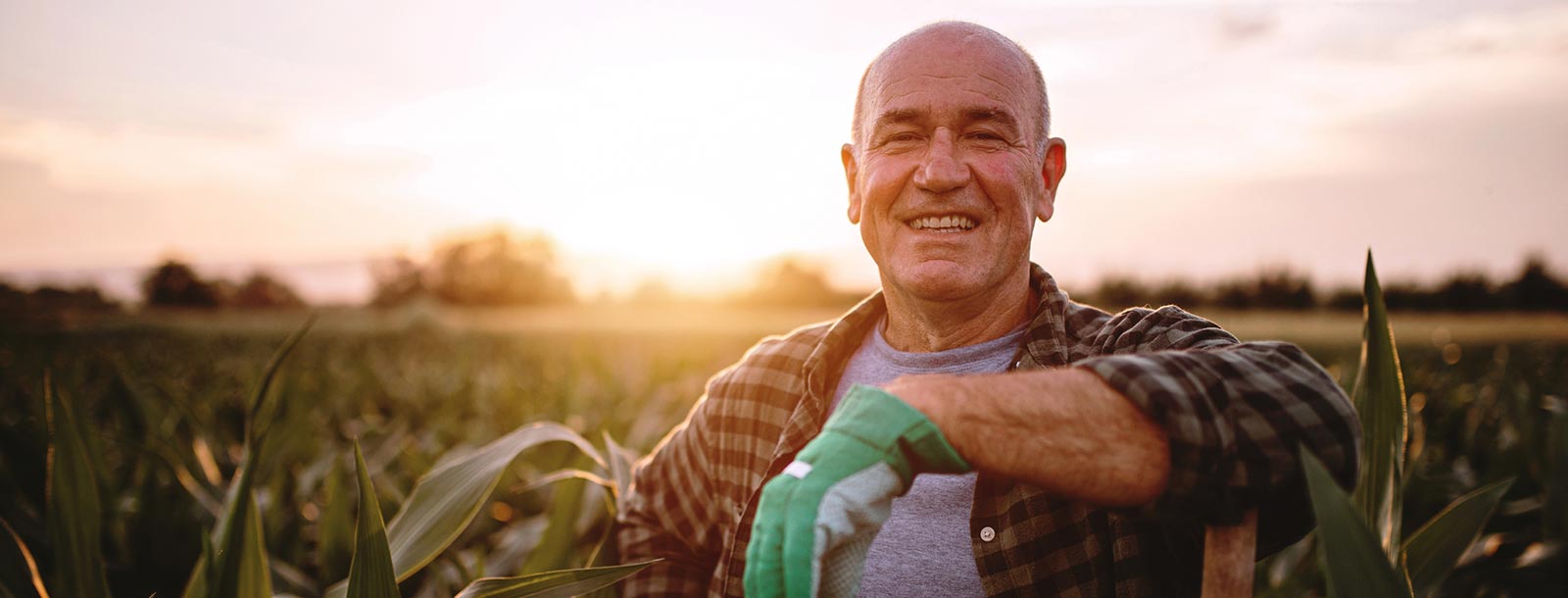 Farmer in corn field.